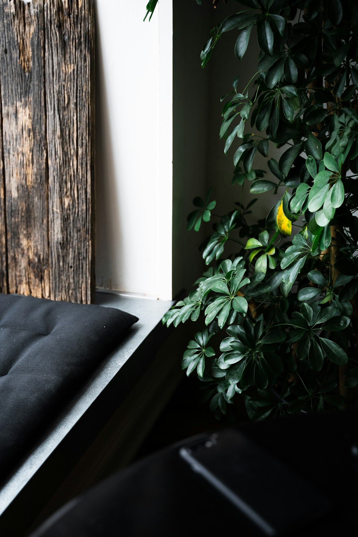 A cozy learning nook with potted eucalyptus, neutral textiles, and gentle light filtering through a linen curtain.