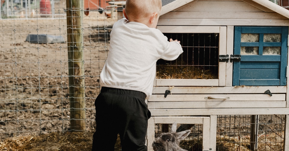 A toddler looks into a rabbit hutch with bunnies nearby